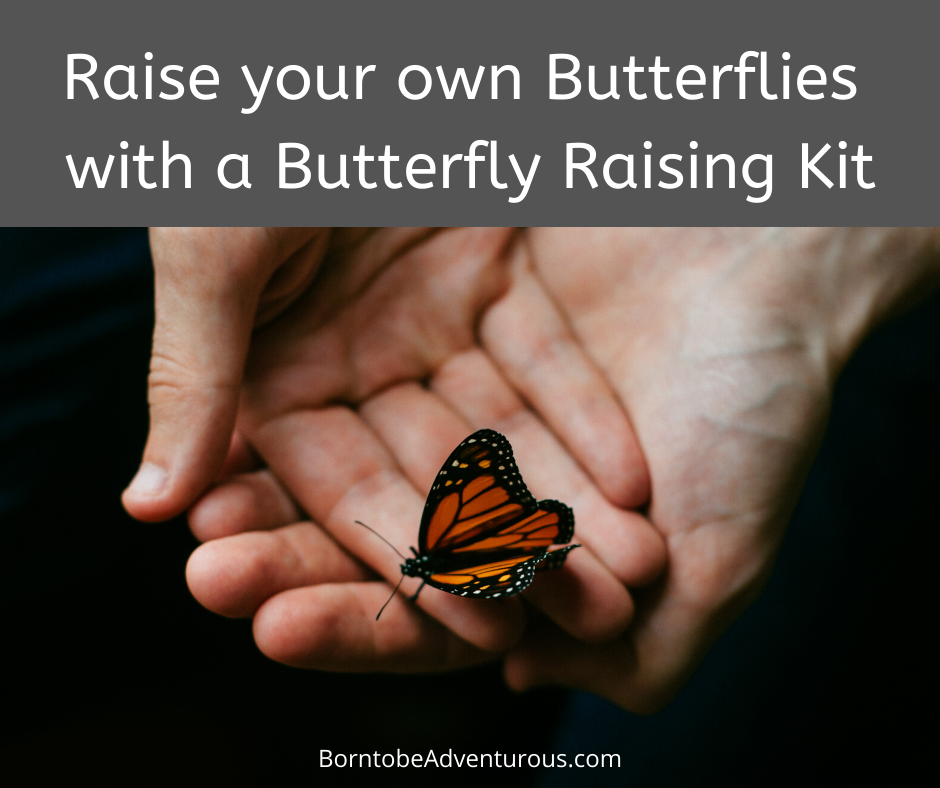 Butterfly Raising Kit